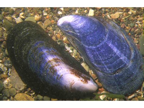 Do Mussels Swim? And Other Curious Musings on Marine Life