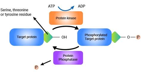 How Does Phosphorylation Control Protein Activity: A Dance of Molecules in the Cellular Ballet