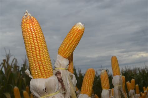  Knowing Your Maize: Unveiling Mexico's Ancient Secrets