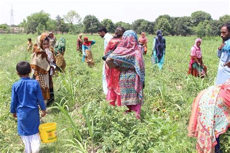  Revolutionizing Rural Pakistan: Seeds of Change for Agricultural Sustainability – A Deep Dive into Pakistani Agricultural Practices